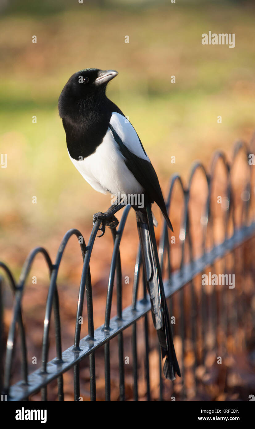 Elster, Pica Pica, thront im Herbst auf Geländern, Regent's Park, London, Großbritannien, Großbritannien Stockfoto