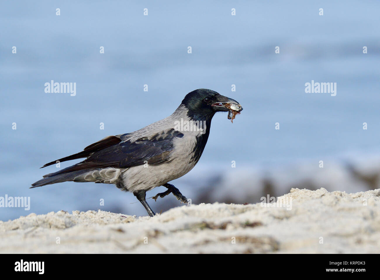 krähe mit kapuze, die Futter isst Stockfoto
