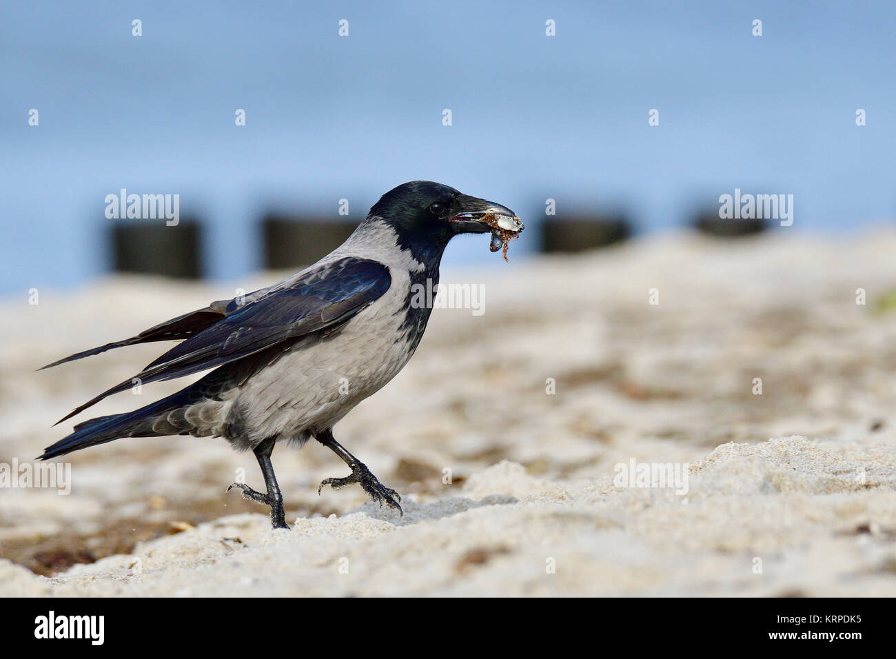 krähe mit kapuze, die Futter isst Stockfoto