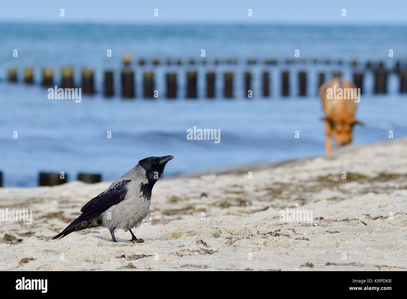 krähe mit kapuze, die Futter isst Stockfoto