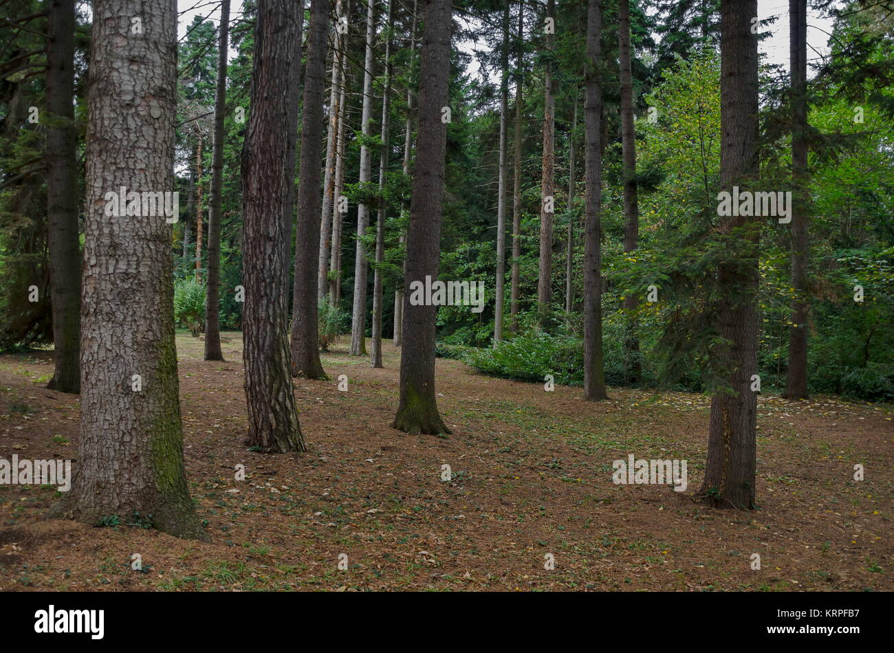Schönen herbstlichen Wald mit ehrwürdigen Bäume, im National Monument der Landschaftsarchitektur Park Stockfoto