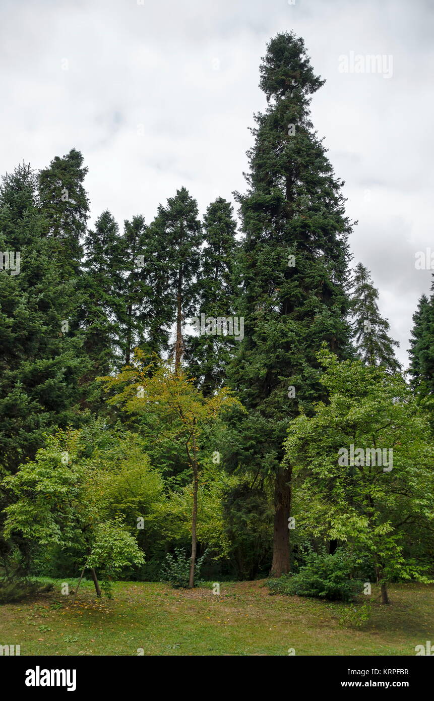 Schönen herbstlichen Wald mit ehrwürdigen Bäume, im National Monument der Landschaftsarchitektur Park Stockfoto