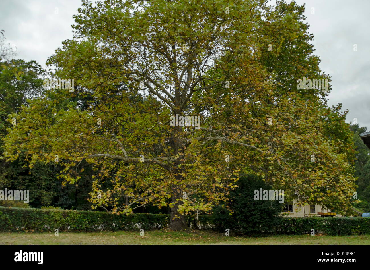 Schönen herbstlichen Wald mit ehrwürdigen Bäume, im National Monument der Landschaftsarchitektur Park Stockfoto