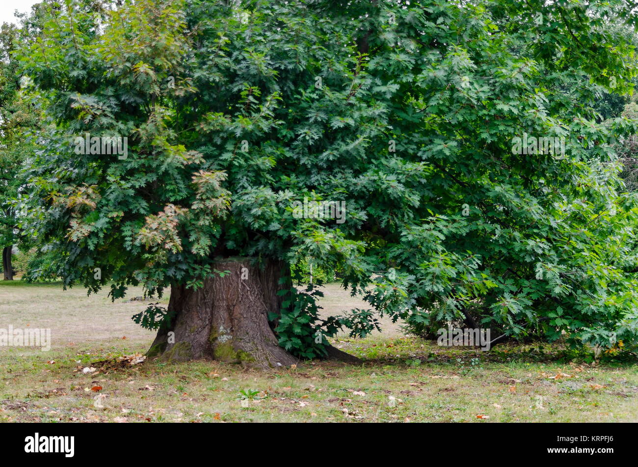 Schönen herbstlichen Wald mit ehrwürdigen Bäume, im National Monument der Landschaftsarchitektur Park Stockfoto