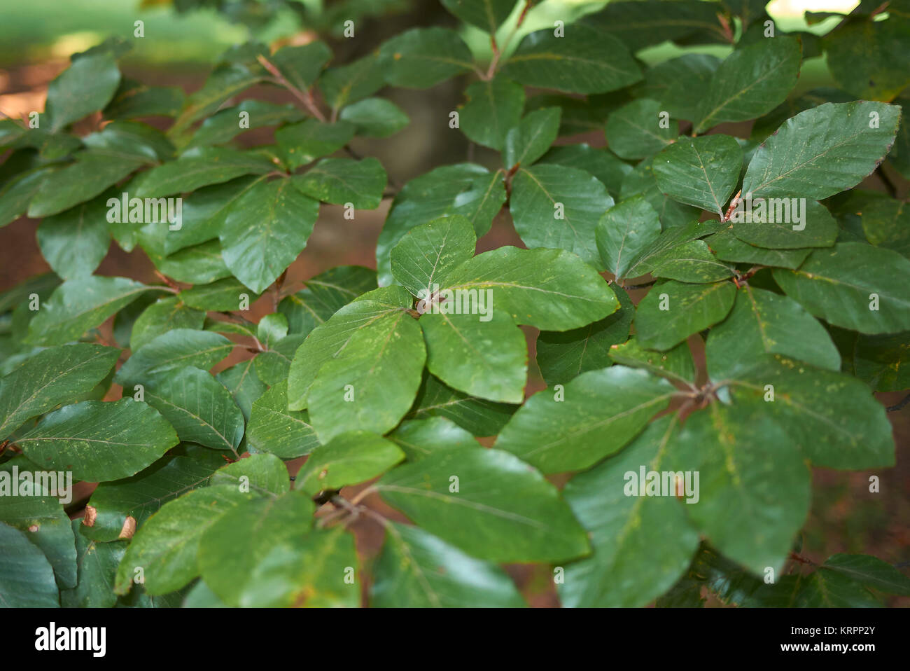 Fagus sylvatica Stockfoto