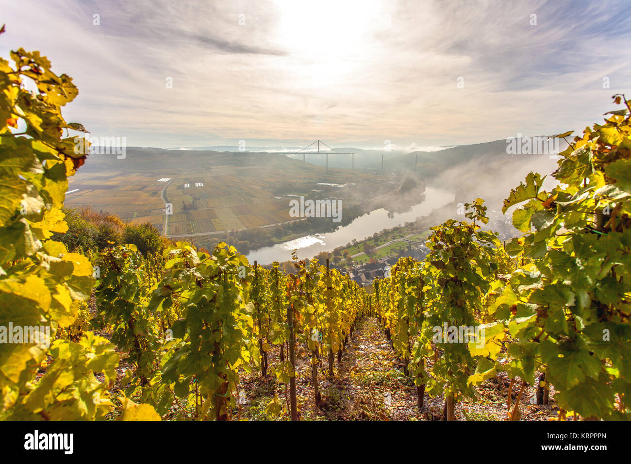 Herbst bunte Landschaft der Mosel und Weinbergen in leuchtenden Morgen