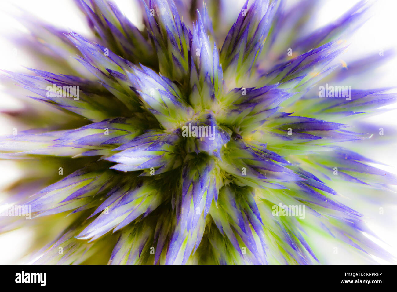 Abstrakte Blume Makro einer blauen Thistle Stockfoto