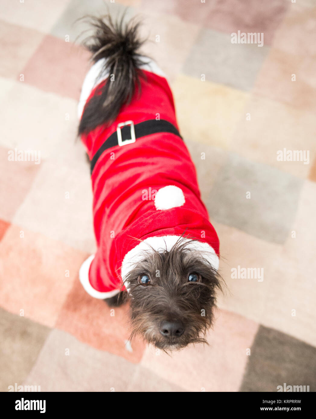 Albert die kokoni Kreuz in seinem Santa Anzug Stockfoto