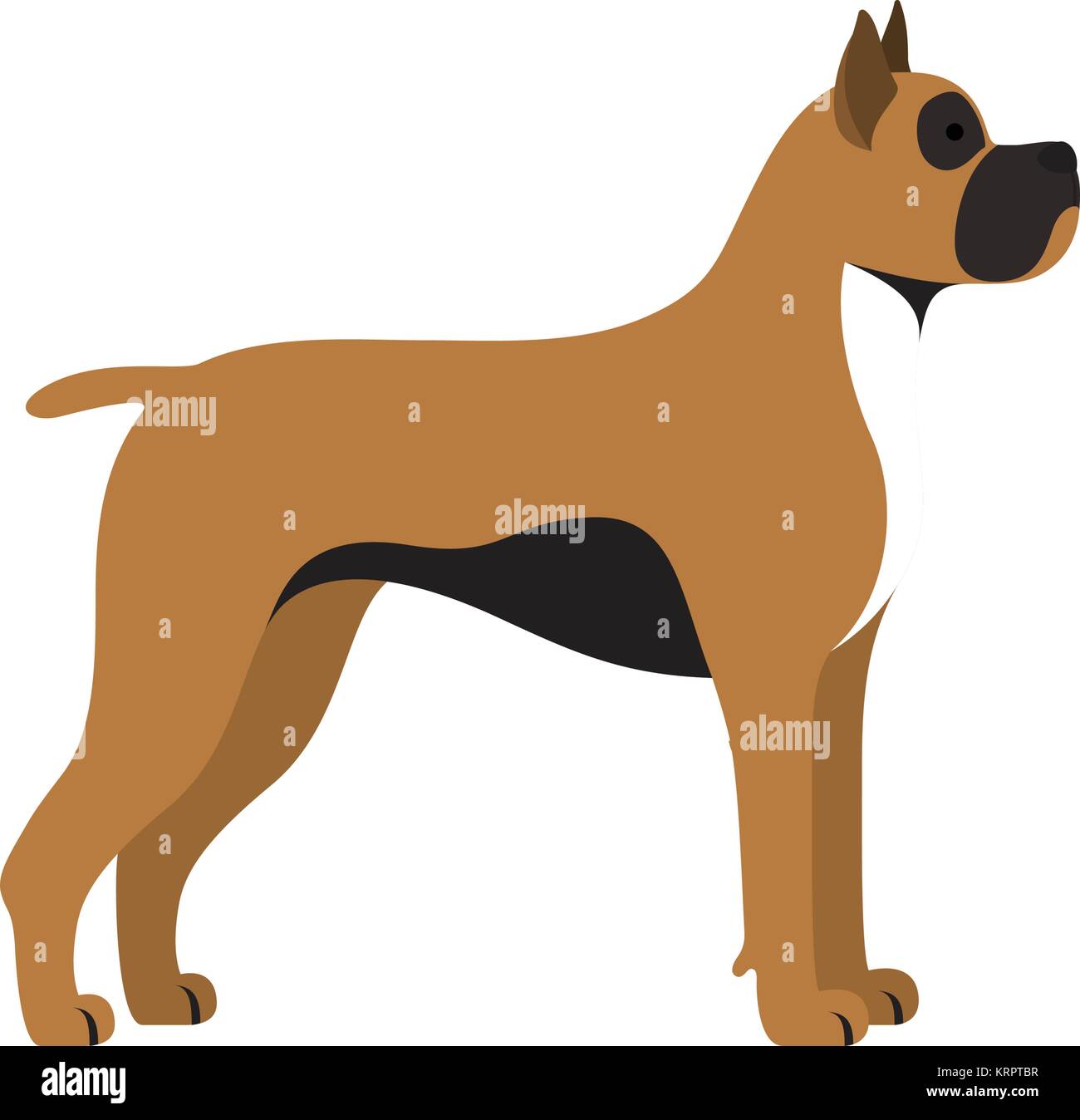 Hund Boxer Rasse - auf weißem Hintergrund. Vector Illustration Stock Vektor