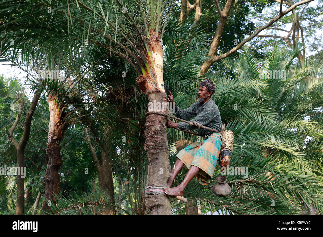 Saft sammeln -Fotos und -Bildmaterial in hoher Auflösung – Alamy
