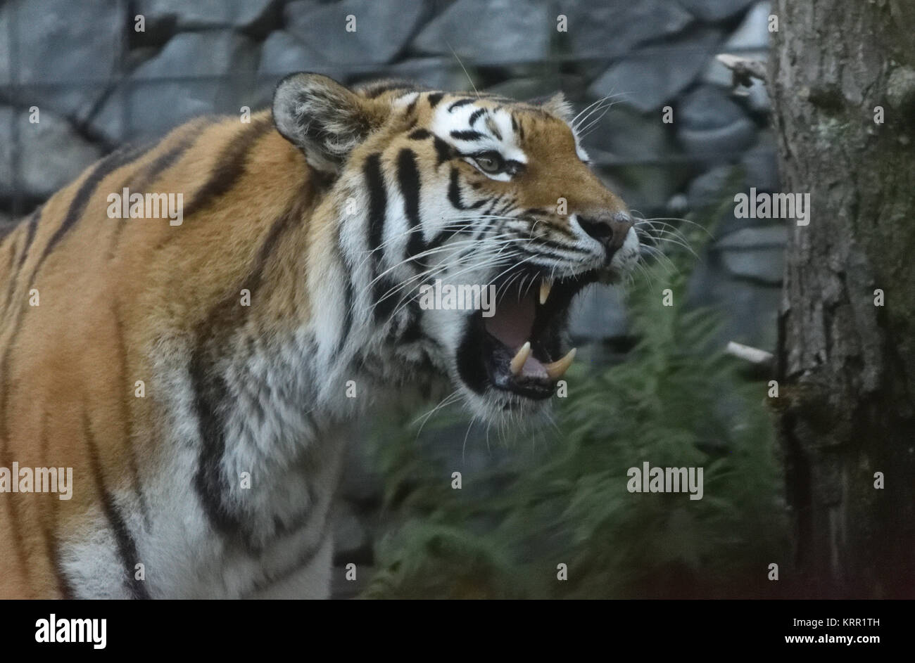 Tiger Roar Teeth Stockfotos Und Bilder Kaufen Alamy