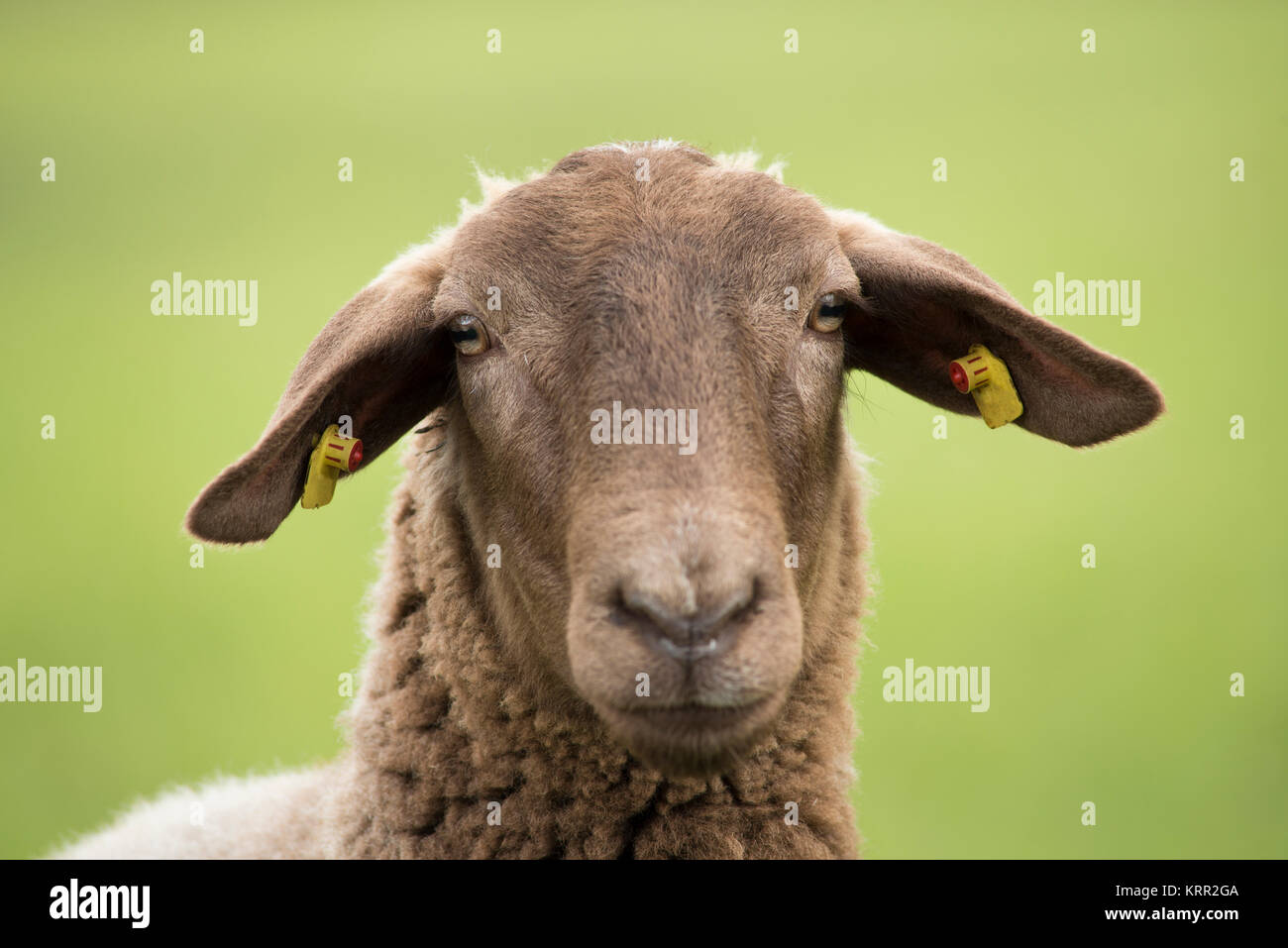Porträt eines braunen Schafe gegen grüner Hintergrund Stockfoto