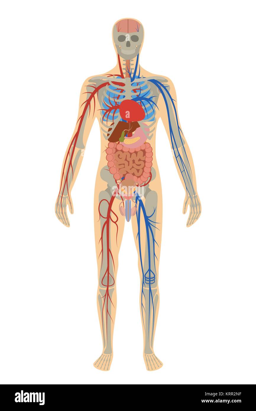Darstellung der menschlichen Anatomie des Menschen auf weißem Hintergrund Stock Vektor