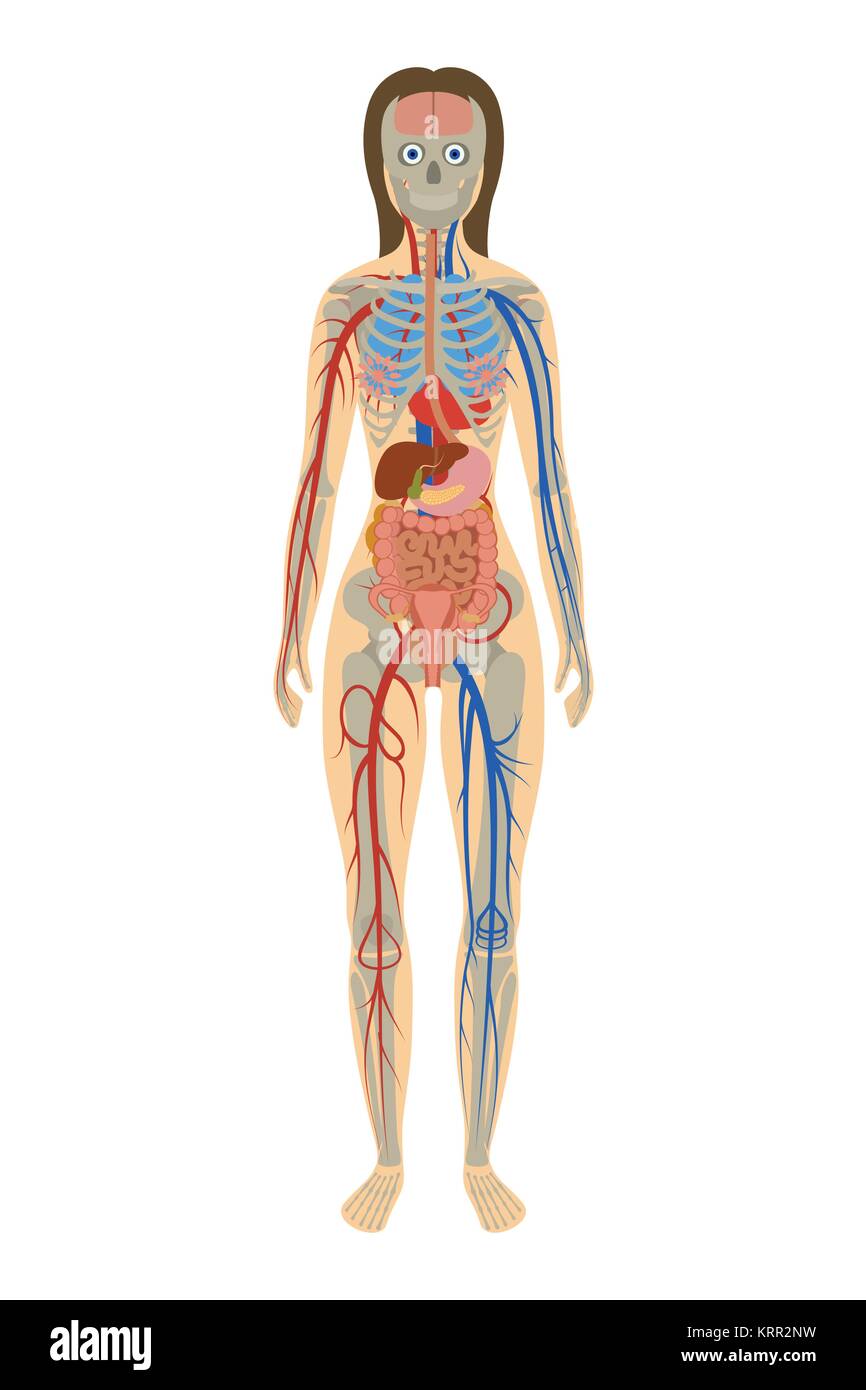 Darstellung der menschlichen Anatomie der Frau auf weißem Hintergrund Stock Vektor