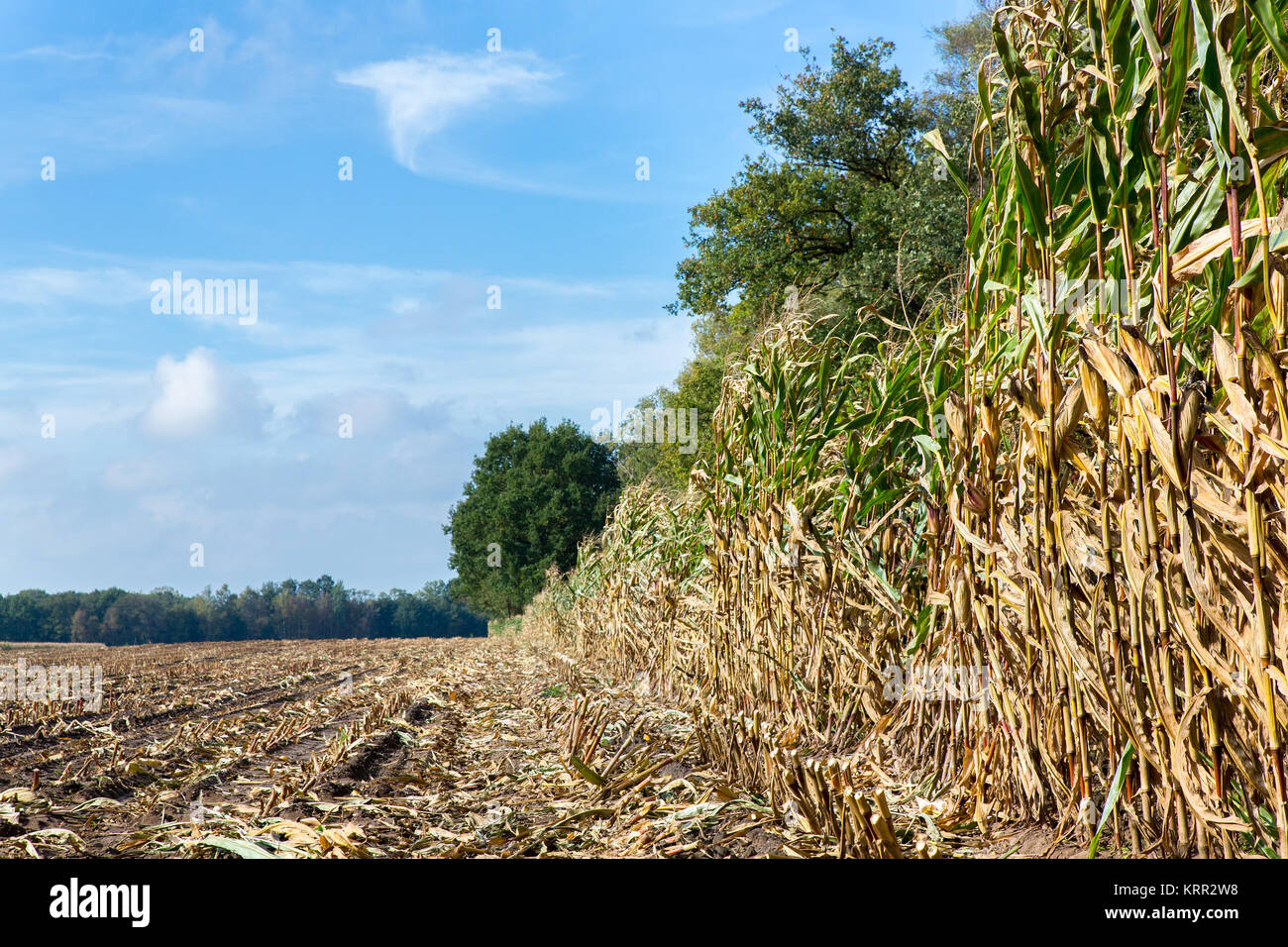 Feld mit Mais Stoppeln und Pflanzen im Herbst Saison Stockfoto