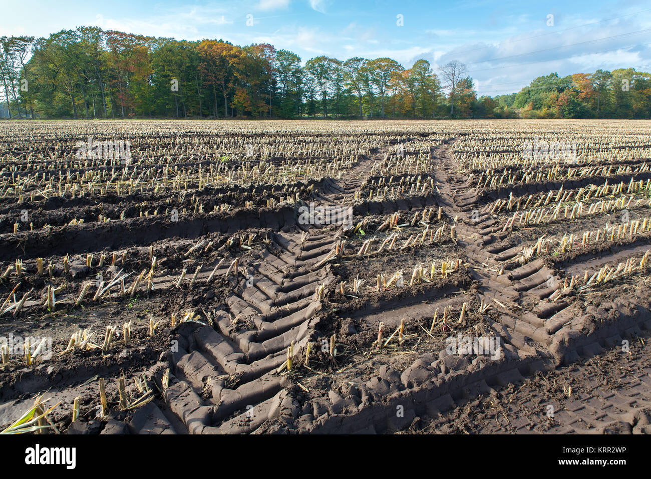 Die Zeit der Ernte im Herbst auf Maisfeld mit Anlage Stoppeln Stockfoto