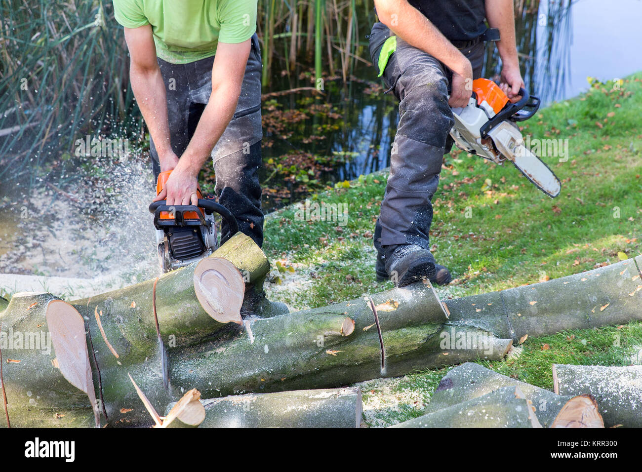 Zwei Gärtner sägen Beech Tree Trunk mit Motor Säge Stockfoto