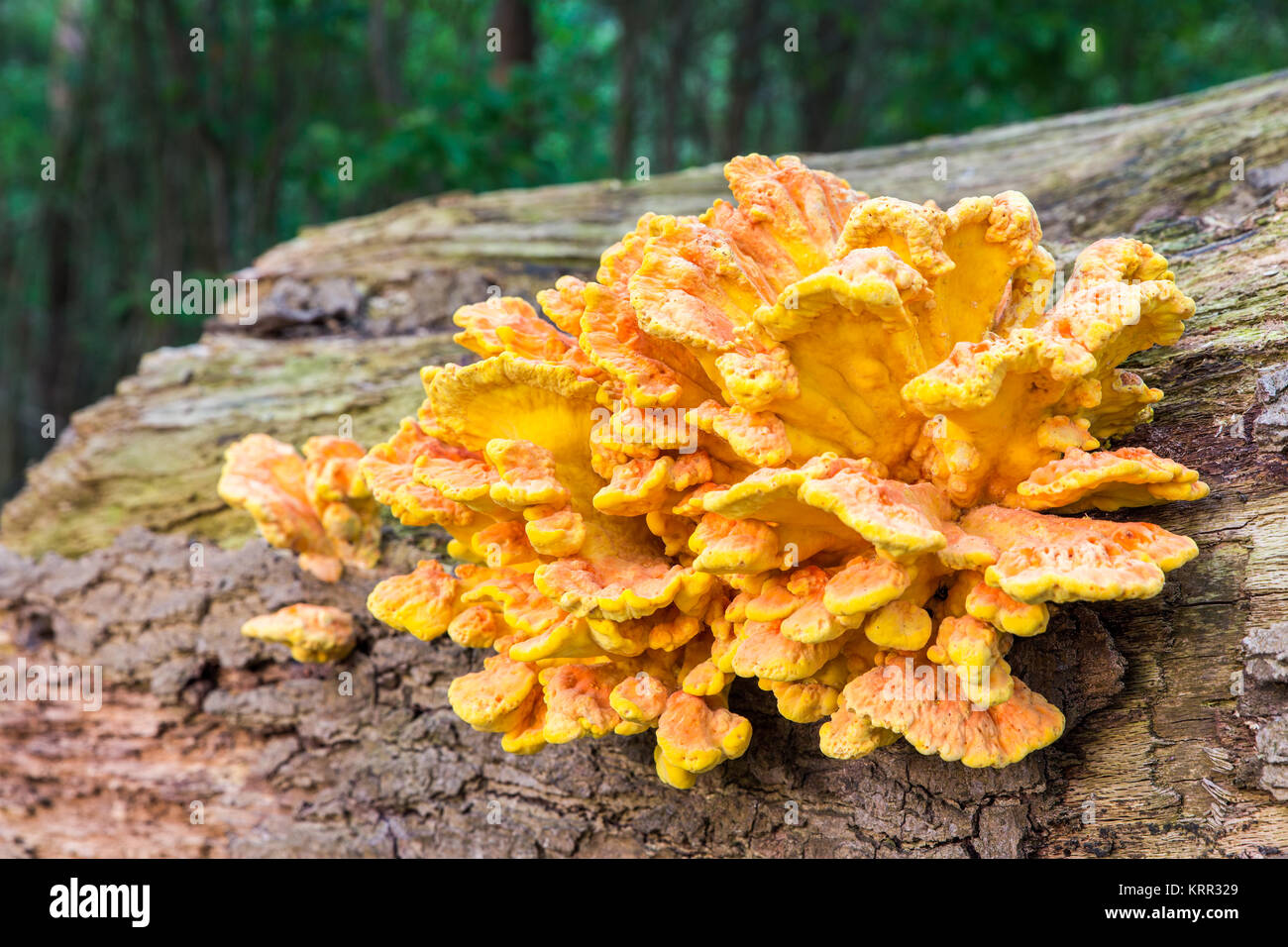 Gelb Orange Pilz auf Baumstamm im Wald Stockfoto