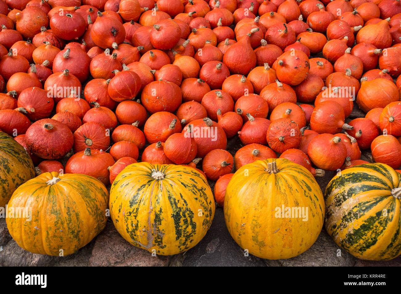 Pumkins, Herbst, Klaistow, Land Brandenburg, Deutschland Stockfoto