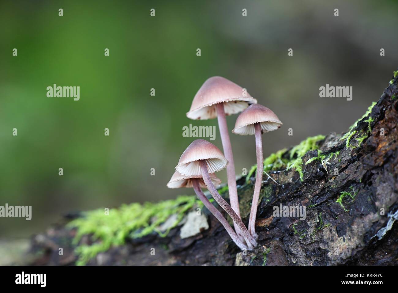 Blutungen fairy Helm, Mycena haematopus Stockfoto