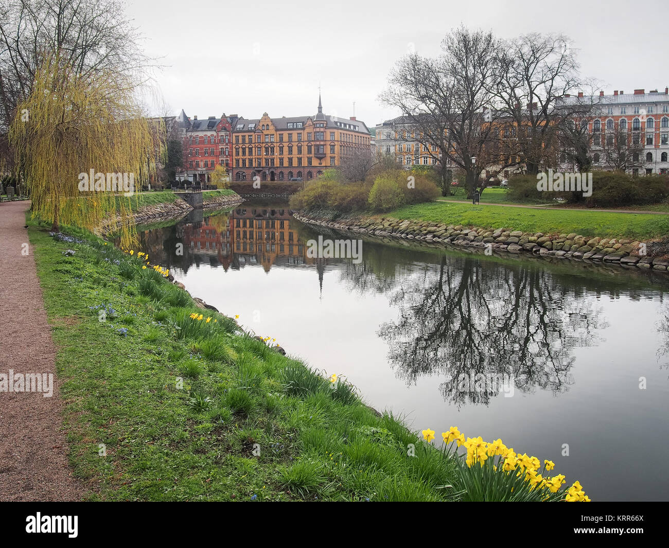 Malmö (Schweden) im Frühling (Ansicht mit Narzisse pseudonarcissus als wilde Narzisse oder Fastenzeit lily bekannt). Stockfoto