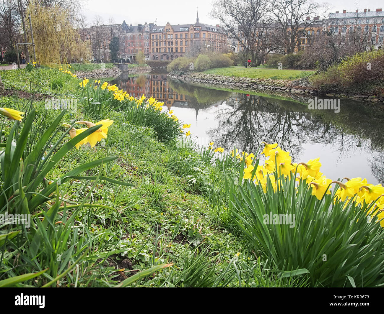 Malmö (Schweden) im Frühling (Ansicht mit Narzisse pseudonarcissus als wilde Narzisse oder Fastenzeit lily bekannt). Stockfoto