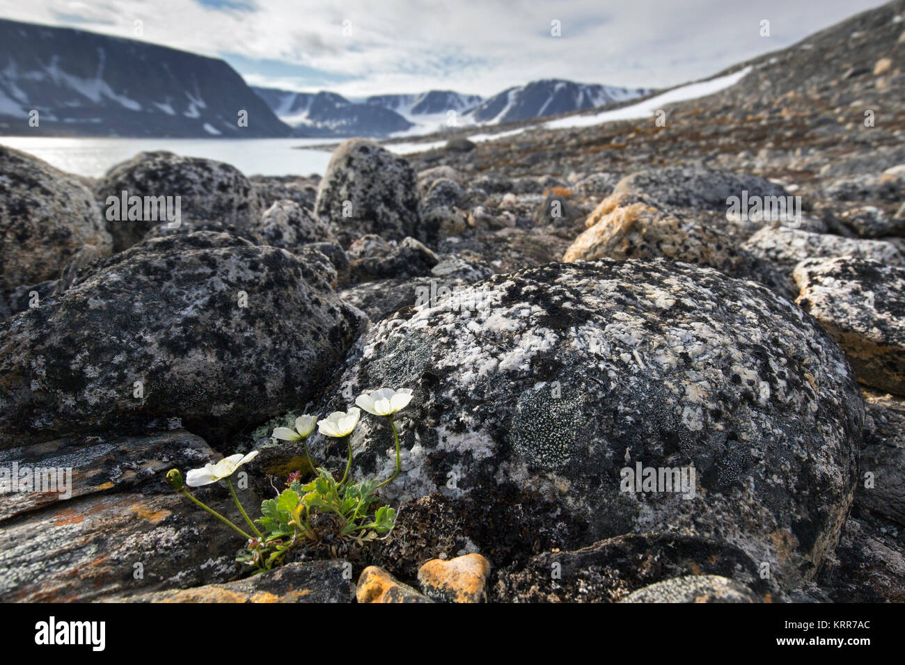 Svalbard Mohn/Polar Mohn (Papaver dahlianum) in Blume auf der arktischen Tundra, Spitzbergen/Svalbard, Norwegen Stockfoto