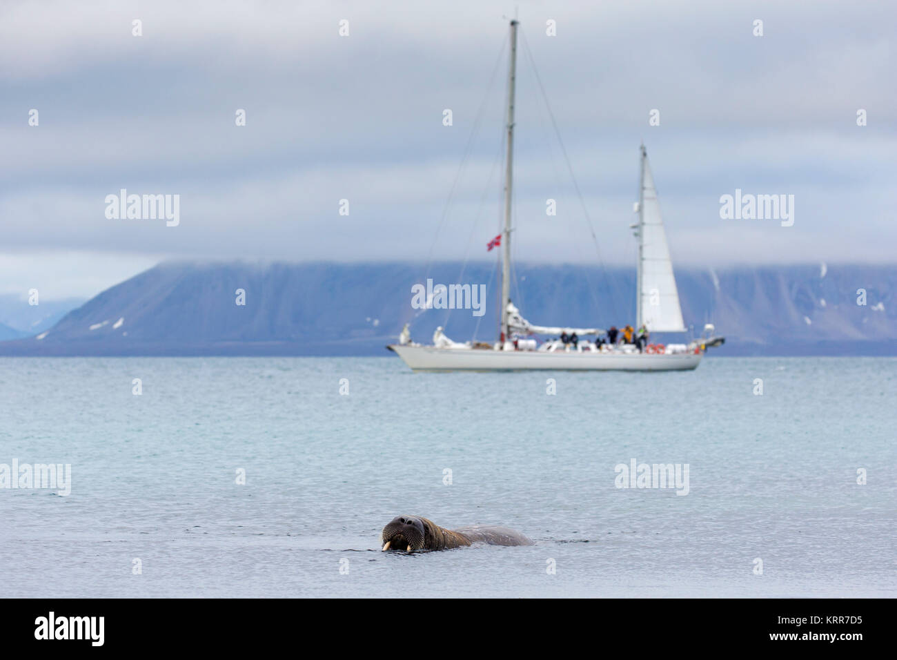 Touristen beobachten männlichen Walross (Odobenus rosmarus) Schwimmen im Meer von Segelschiff an Phippsøya in Sjuøyane, Nordaustlandet, Svalbard, Norwegen Stockfoto