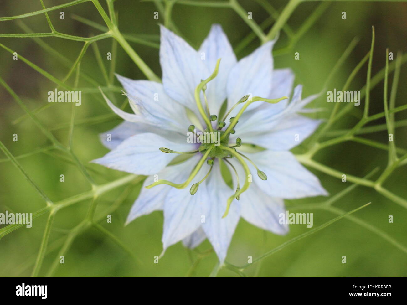 Nigella damascena 'Persischen Juwelen"-Reihe, die Blüte im Garten Grenze Stockfoto