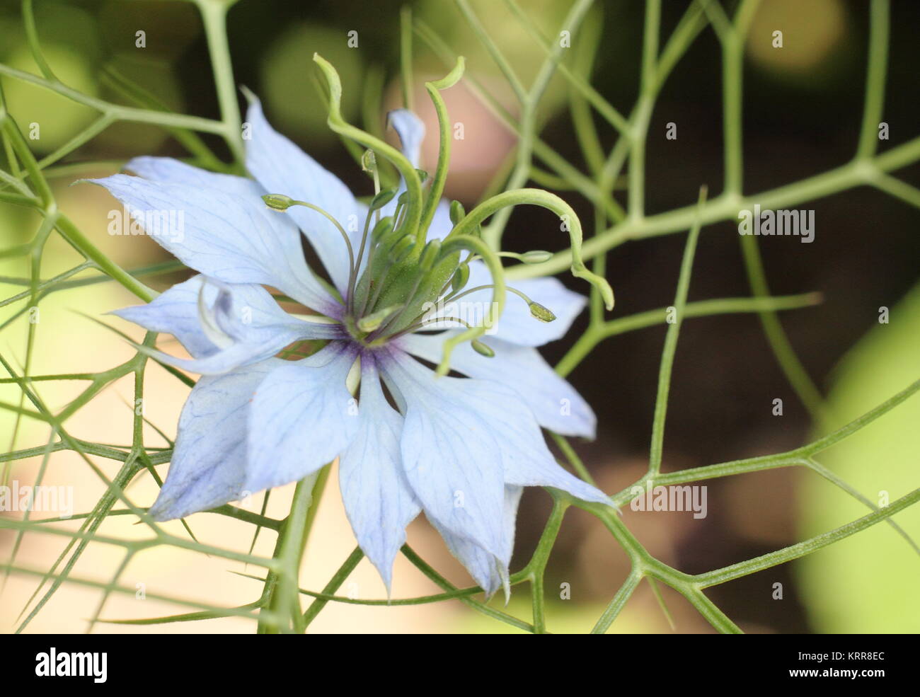 Nigella damascena 'Persischen Juwelen"-Reihe, die Blüte im Garten Grenze Stockfoto