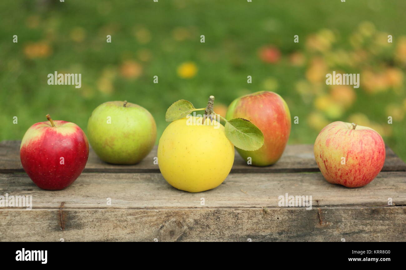 Britische Apfelsorten auf einer Kiste in einem englischen Orchard (L-R: Malus Domestica Saturn, Edward VII Greensleeves, Jagd Haus, Helmsley Markt) Stockfoto