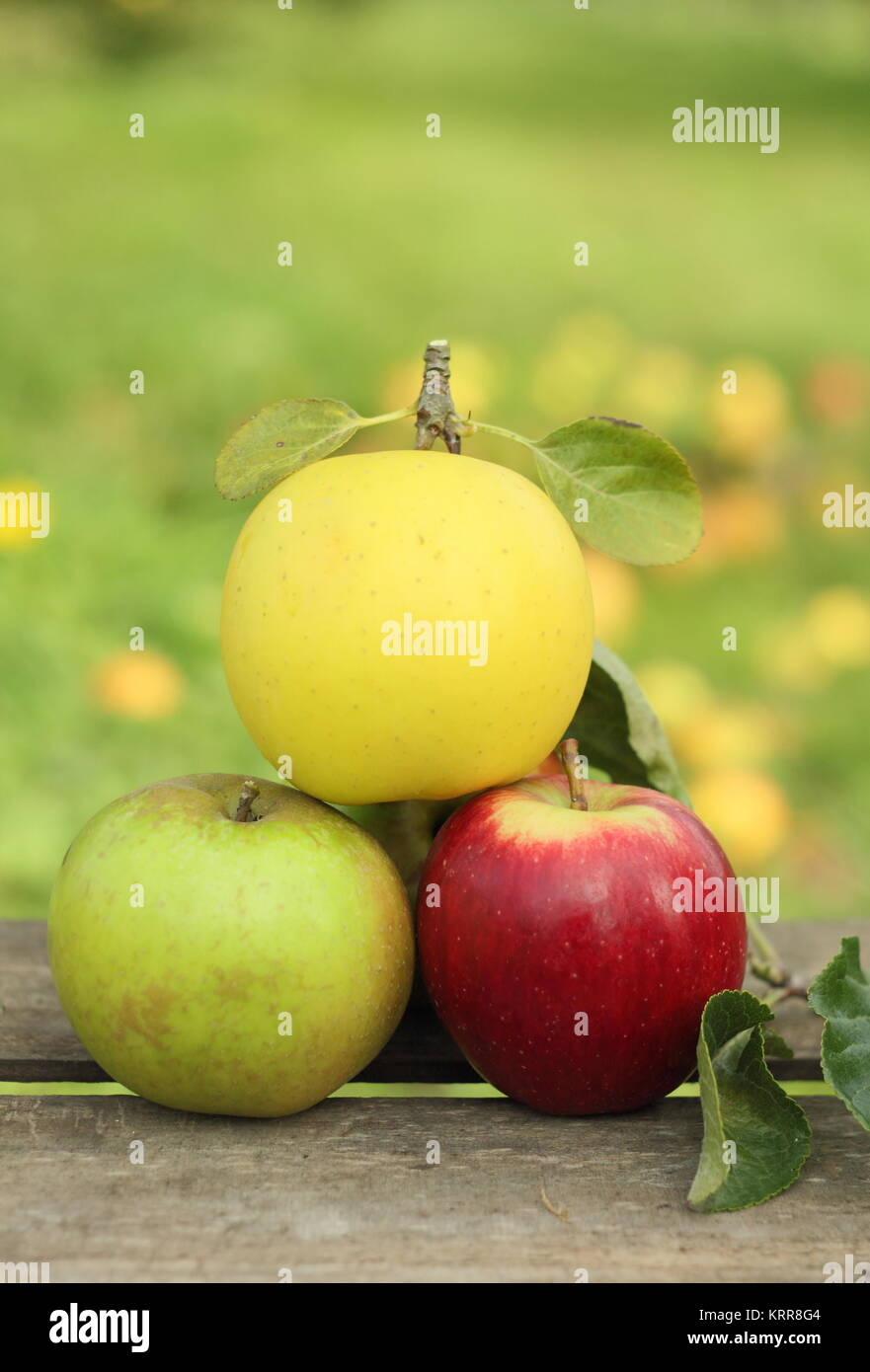 Britische Apfelsorten (Malus Domestica) auf einer Kiste in einem englischen Obstgarten im Oktober, UK. (L-R-Malus 'Edward VII', Greensleeves, Helmsley Markt). Stockfoto