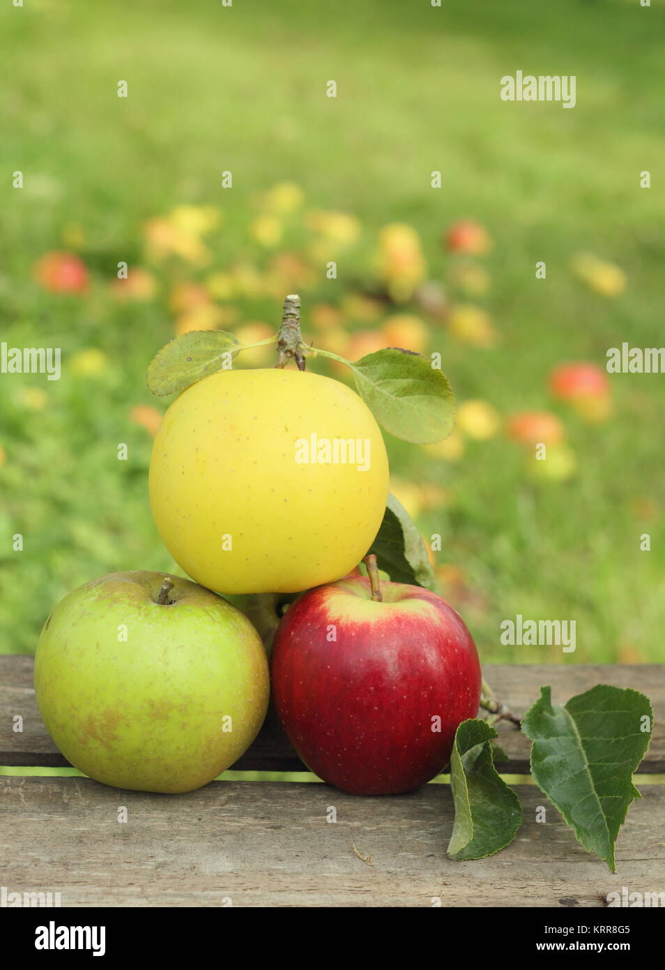 Britische Apfelsorten (Malus Domestica) auf einer Kiste in einem englischen Obstgarten im Oktober, UK. (L-R-Malus 'Edward VII', Greensleeves, Helmsley Markt). Stockfoto