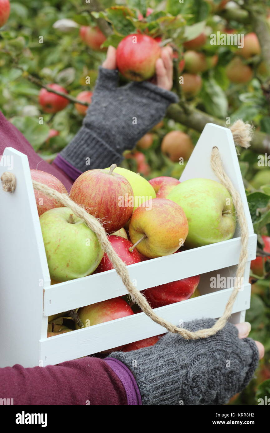 Reif Erbe Apfelsorten werden in einer dekorativen Kiste in einem englischen Obstgarten im frühen Herbst (Oktober) geerntet, von einer Frau, Großbritannien Stockfoto