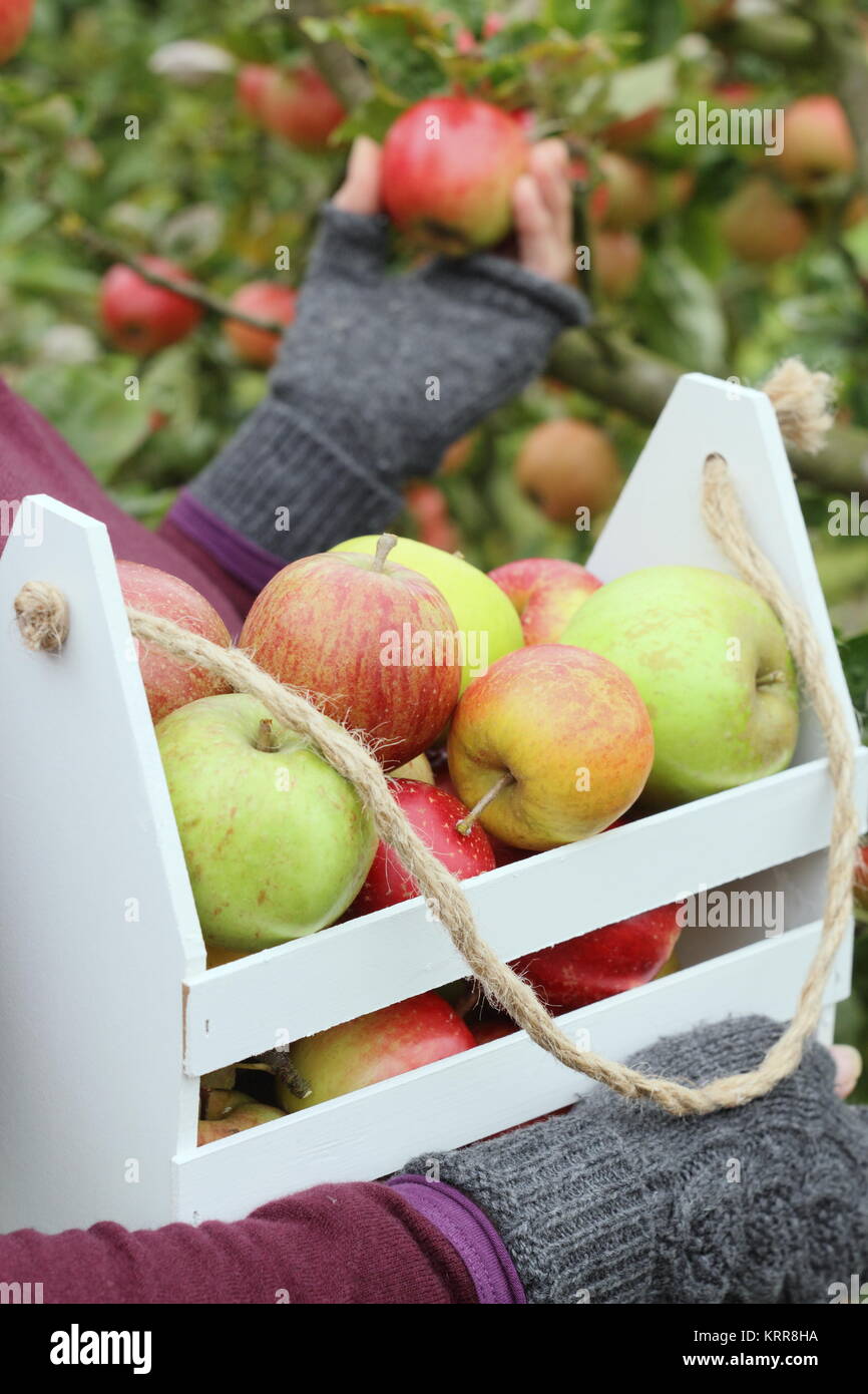 Reif Erbe Apfelsorten werden in einer dekorativen Kiste in einem englischen Obstgarten im frühen Herbst (Oktober) geerntet, von einer Frau, Großbritannien Stockfoto