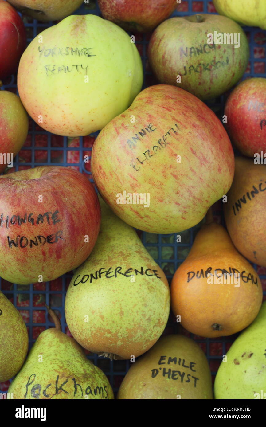 Malus Domestica und Pyrus Communis. Apfel- und Birnensorten im Herbst angezeigt, Großbritannien Stockfoto