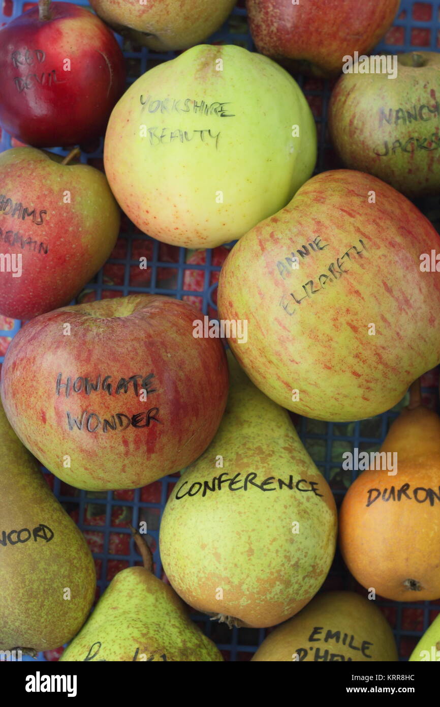 Malus Domestica und Pyrus Communis. Apfel- und Birnensorten im Herbst angezeigt, Großbritannien Stockfoto