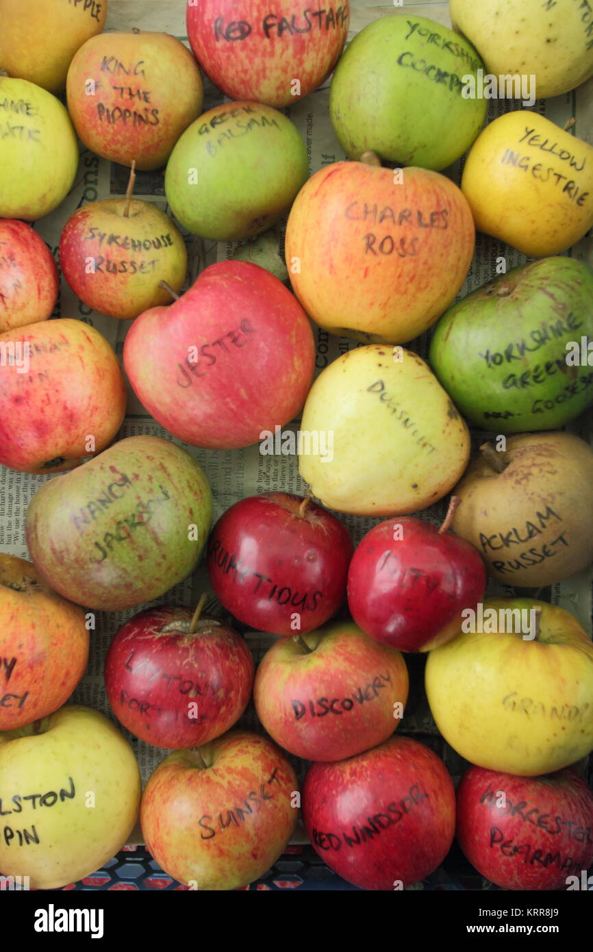 Malus Domestica. Englisch Apfelsorten Anzeige im Herbst, Großbritannien Stockfoto