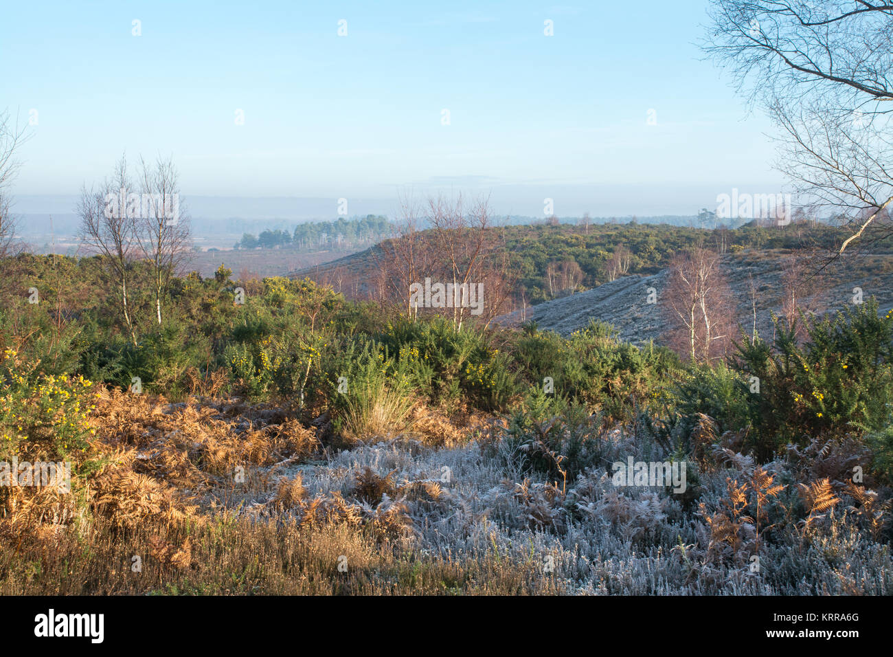 Frostigen morgen im Thursley gemeinsame National Nature Reserve in Surrey Stockfoto