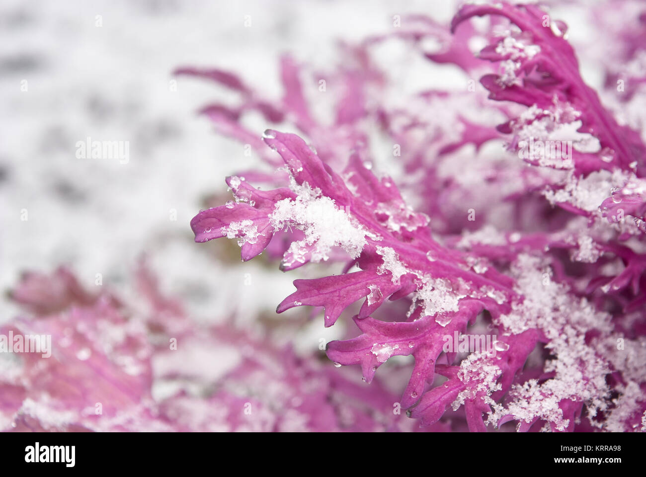 Pflanzen und Blumen im Schnee im frühen Winter Stockfoto