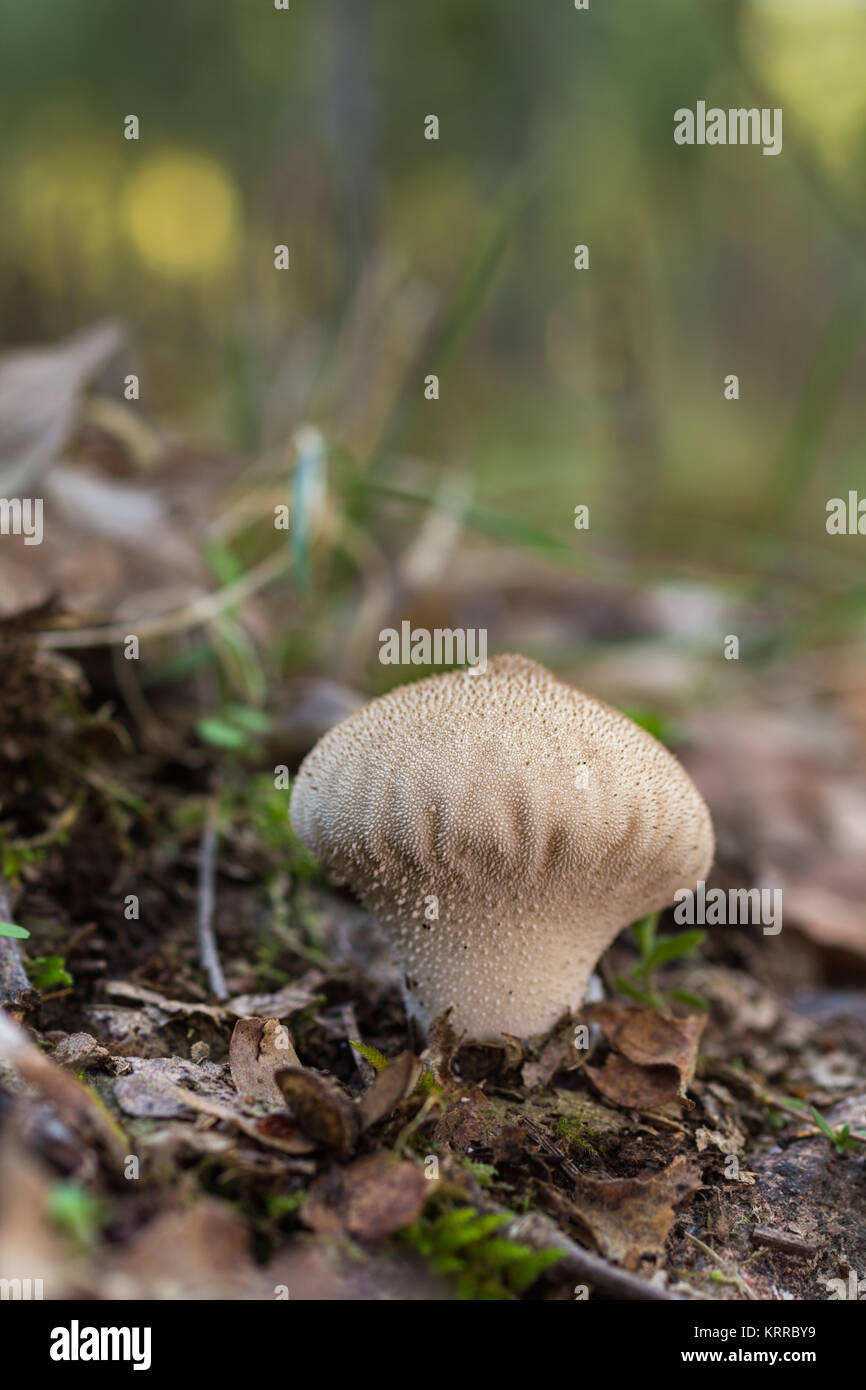 Lycoperdon perlatum. Pilz im Wald wachsen. Stockfoto