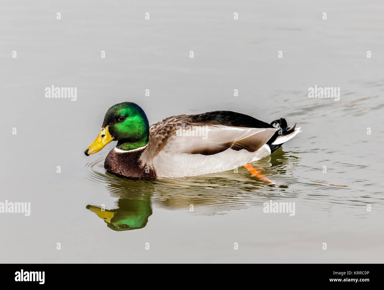 Die Stockente oder wilde Enten (Anas platyrhynchos). Wahrscheinlich die beste aller Enten bekannt. Stockfoto