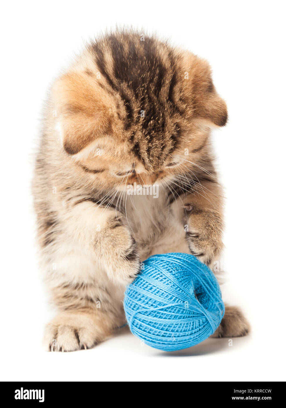 Schottischen reinrassigen tabby Kitten mit grauer Wolle spielt mit einem Ball aus Garnen Stockfoto