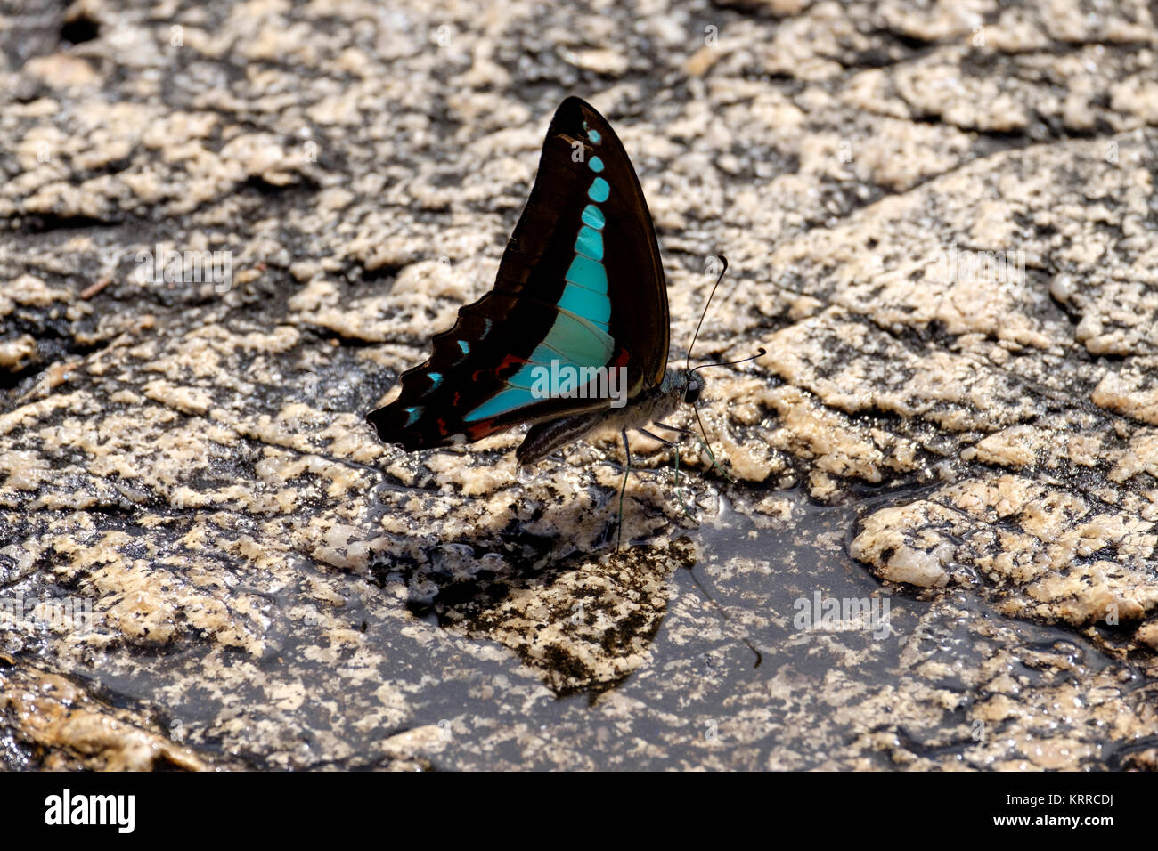 Blaues Dreieck Schmetterling - im Paradise Wasserloch - Paluma Range National Park Stockfoto