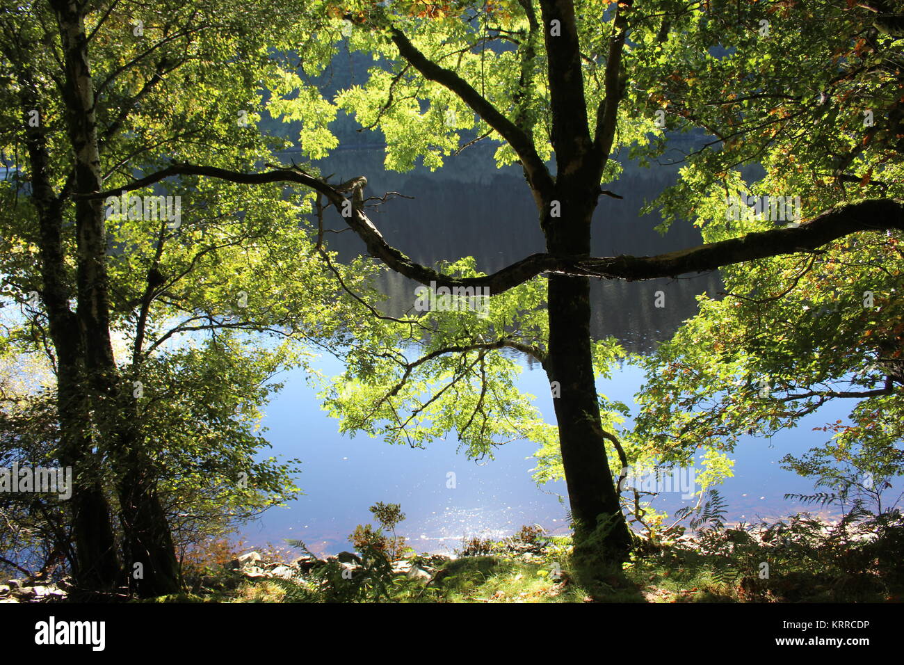 Bäume mit Blättern mit Hintergrundbeleuchtung von Sonnenschein, Garreg-Ddu Reservoir, Elan Valley, Powys, Wales Stockfoto