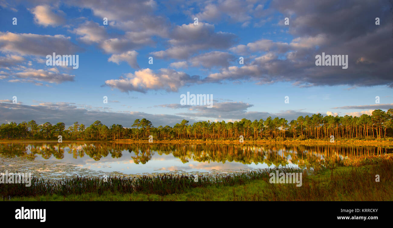 Bäume sich im See am frühen Morgen Licht am frühen Morgen in T. Mabry Carlton, Jr. Memorial finden in Venedig Florida Vereinigte Staaten von Amerika Stockfoto