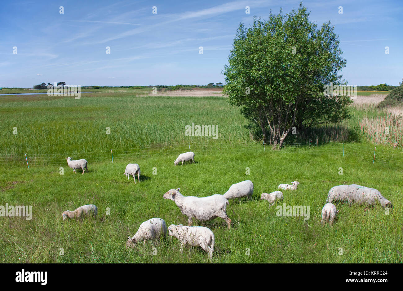 Schafe auf dem Feld, in der Nähe des Dorfes Kloster, Insel Hiddensee, Mecklenburg-Vorpommern, Ostsee, Deutschland, Europa Stockfoto