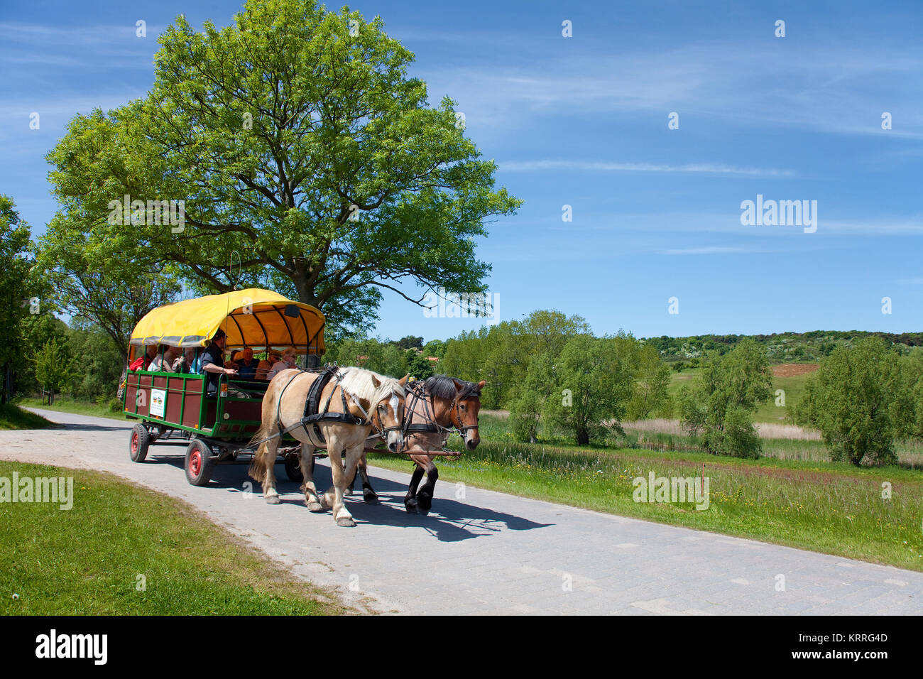 Pferdekutsche auf dem Weg von Dorf zu Dorf und Kloster, Insel Hiddensee, Mecklenburg-Vorpommern, Ostsee, Deutschland Stockfoto