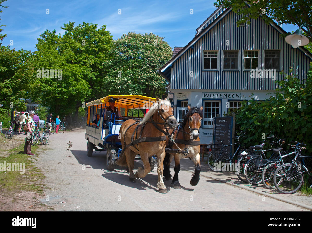 Pferdekutsche Im Dorf Kloster, Insel Hiddensee, Mecklenburg-Vorpommern, Ostsee, Deutschland, Europa Stockfoto