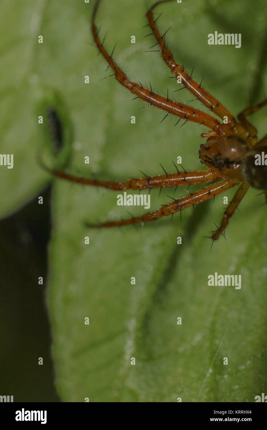 Spinne auf einem Blatt Stockfoto